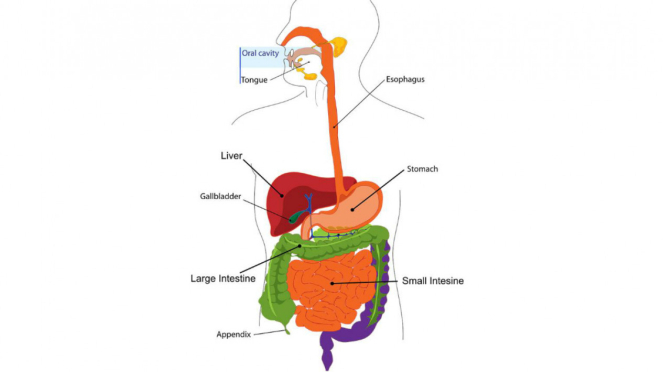 Ilustrasi sistem pencernaan