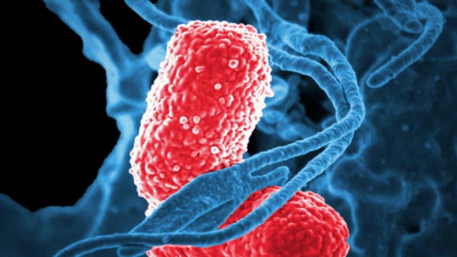 Ilustrasi bakteri / Pneumonia
