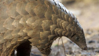 Meski Ada Corona, Mustahil Larang Jual Beli Daging Satwa Liar di China