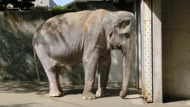 Download 80 Gambar Gajah Sedih Paling Bagus Gratis