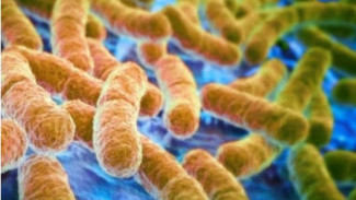 Studi: 40 Triliun Bakteri Ada di Tubuh Manusia