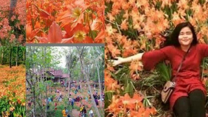 Taman bunga Amaryllis yang dirusak pelancong