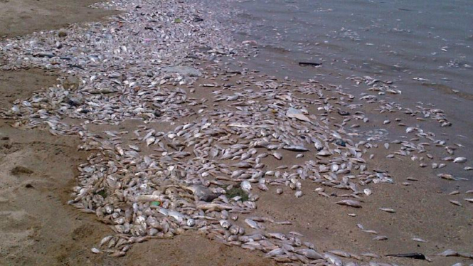 Ribuan ikan mati terdampar di Pantai Ancol.