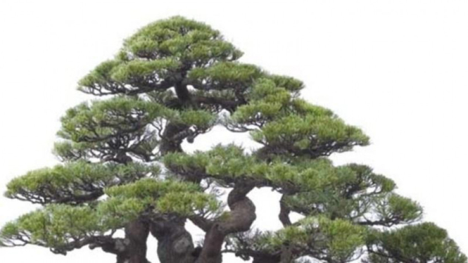 Budidaya bonsai
