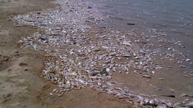 Ribuan ikan mati misterius di Pantai Ancol, Jakarta Utara