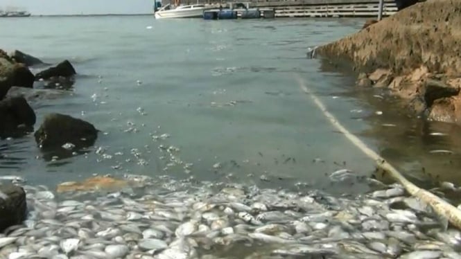 Ribuan ikan mati misterius di Pantai Ancol, Jakarta Utara
