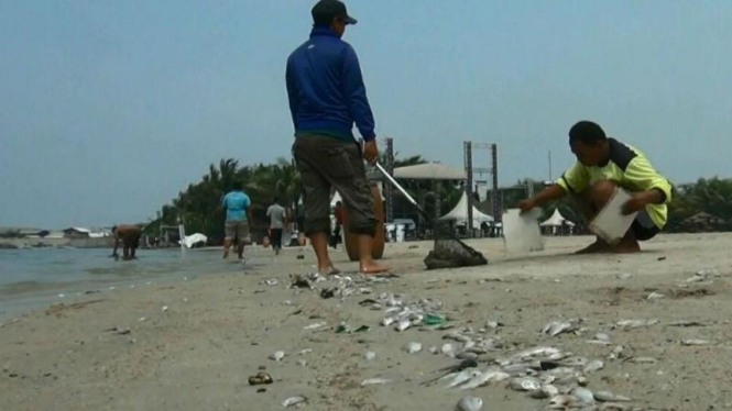 Ribuan ikan mati misterius di Pantai Ancol, Jakarta Utara