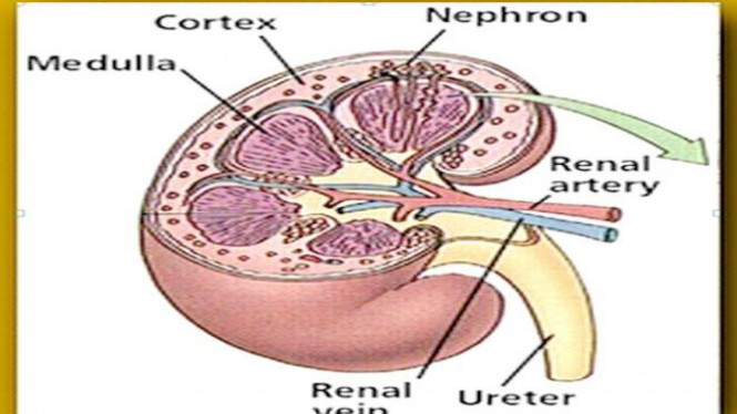 78 Gambar Organ Ekskresi Ginjal 78 Gambar Organ Ekskresi Ginjal