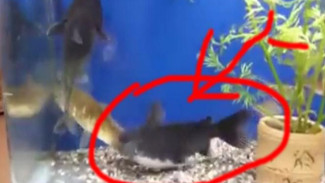 VIDEO: Ikan ini Mampu Makan Teman yang Miliki Ukuran Besar