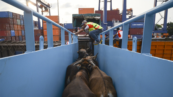 Sapi NTT tiba di Jakarta