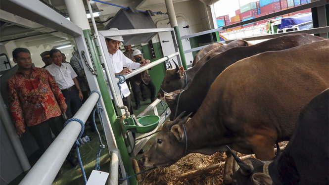 Sapi NTT tiba di Jakarta