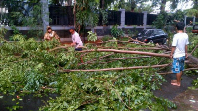 Pohon Tumbang di Kemanggisan, Jakarta Barat