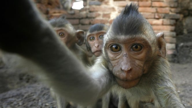 ilustrasi/Kawanan monyet liar saat swafoto alias selfie.