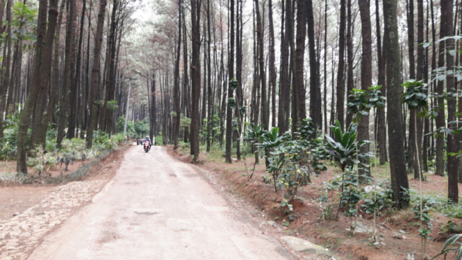 Pohon pinus di Gunung Pancar, Sentul, Jawa Barat