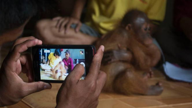 Anak orangutan yang diselamatkan di Kalimantan Barat