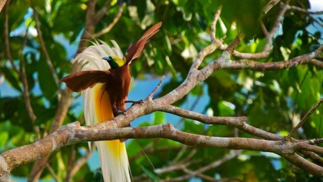 Ilustrasi Burung langka Cendrawasih asal Papua