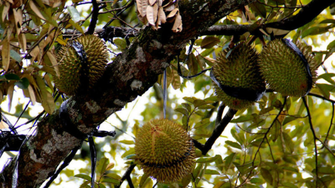 Kebun durian, Desa Suluk, Kecamatan Dolopo, Madiun