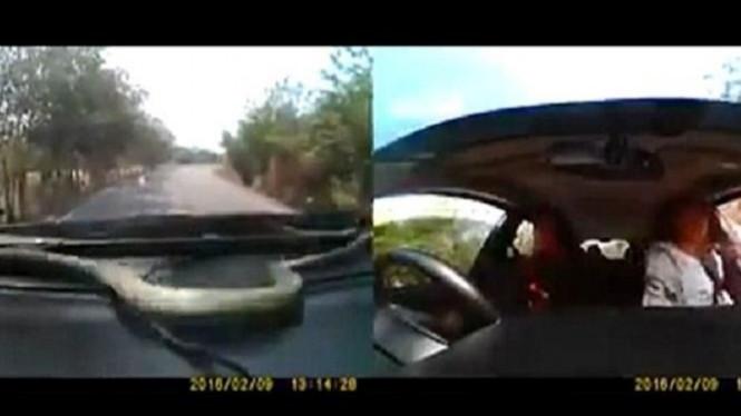 Ular muncul di dalam mobil.