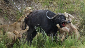 Dimangsa, Kerbau Ini 'Tusuk' Singa dengan Tanduknya