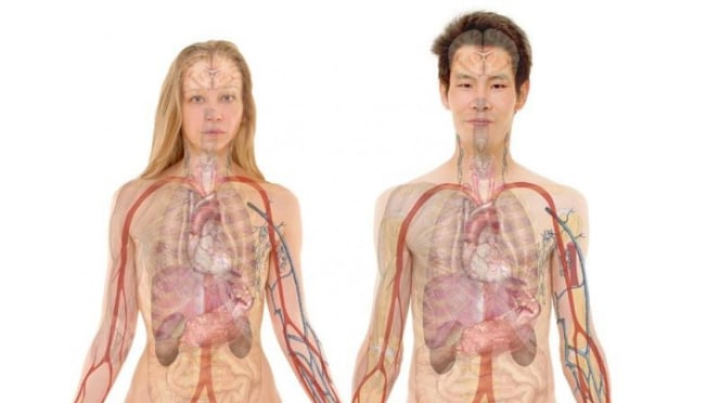 Ilustrasi organ tubuh