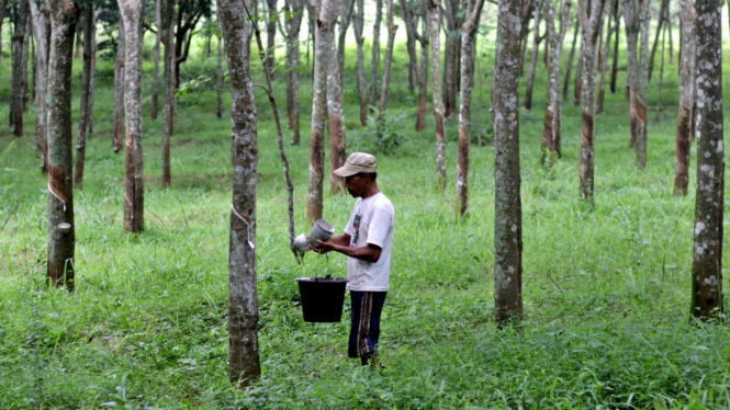 Buruh menuangkan getah karet hasil sadapan ke dalam ember di Hutan Karet Tuntang, Kabupaten Semarang, Jawa Tengah
