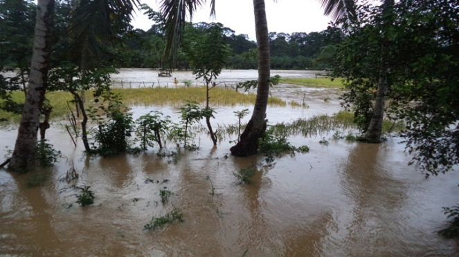 Banjir yang melanda sawah petani di Bengkulu