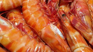 Resep Sehat Udang Kacang Panjang, Praktis dan Lezat untuk Si Kecil