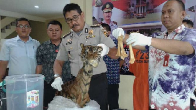 Barang bukti perdagangan kulit Harimau Sumatera di Mapolda Sumatera Selatan