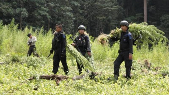 Ladang ganja seluas 54 hektar di Aceh berhasil ditemukan aparat keamanan untuk dimusnahkan. 