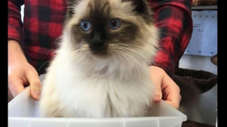 Polisi Inggris Pertimbangkan untuk Pekerjakan Kucing
