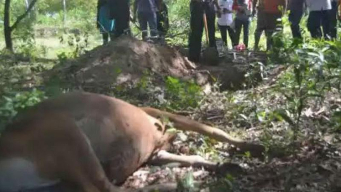 Puluhan sapi dan kerbau di Pinrang, Sulawesi Selatan, mati akibat antraks.