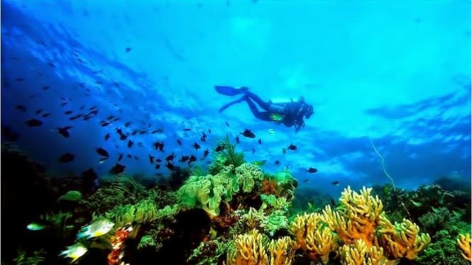 Taman Nasional Bawah Laut Wakatobi.