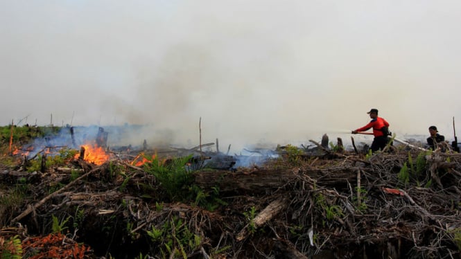 Kebakaran lahan di Dumai