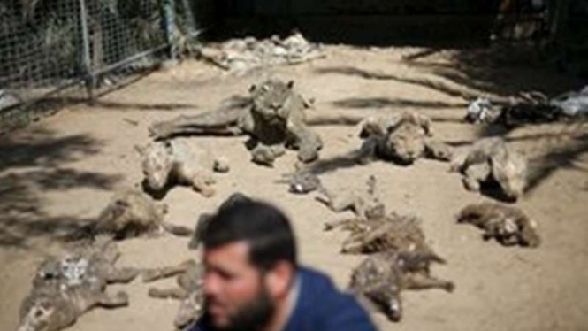 Mohammad Oweida di depan hewan-hewan miliknya yang tewas akibat perang di Jalur Gaza.