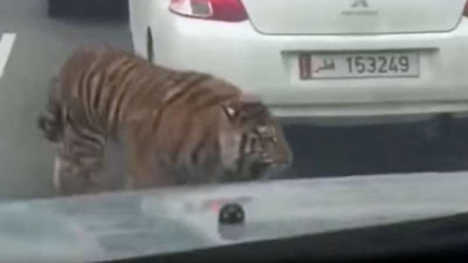 Harimau lepas di jalan raya.