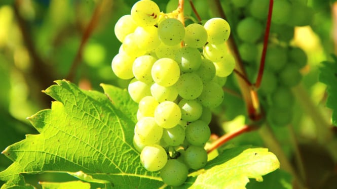 Benarkah Biji Anggur Mengandung Racun Viva