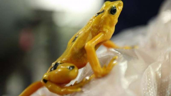 Spesies katak emas baru ditemukan di Kolombia