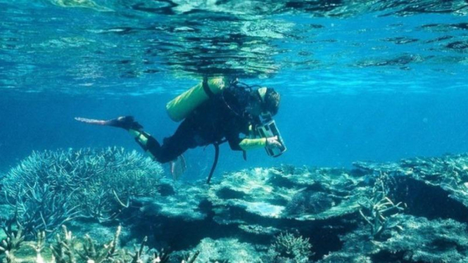 Ahli ekologi terumbu karang Katharina Fabricius melakukan inspeksi pemutihan terumbu karang di Great Barrier Reef.