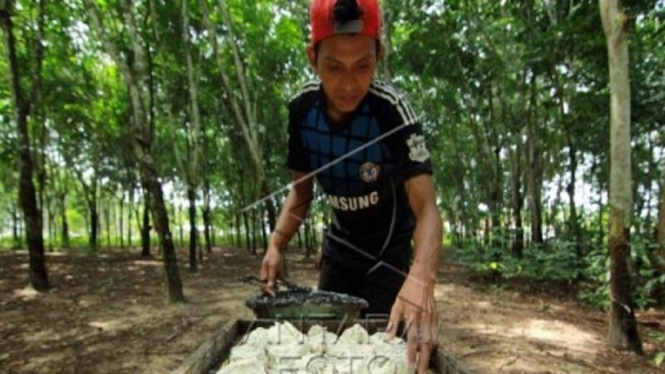 Seorang petani karet mengumpulkan hasil sadap di Perkebunan Karet di Mesuji, OKI, Sumsel