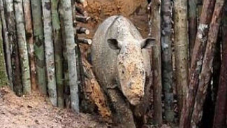 Badak Sumatera Langka Muncul Lagi di Kalimantan