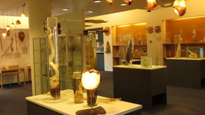 Icelandic Phallological Museum