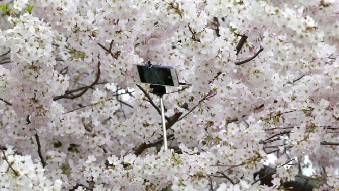 Waktu Dan Tempat Terbaik Melihat Sakura Di Korea Selatan Viva