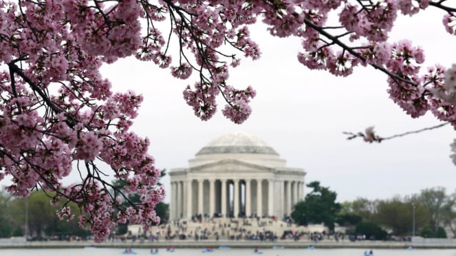 Indahnya Bunga Sakura di Tidal Basin, Washington DC
