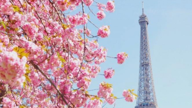 Enam Destinasi Wisata Untuk Nikmati Keindahan Bunga Sakura