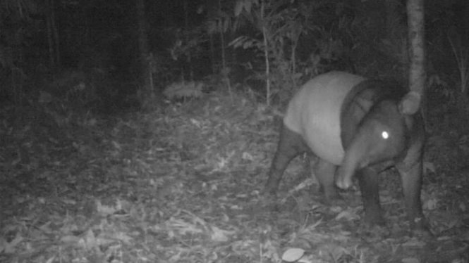 Tapir Asia (Tapirus indicus) yang tertangkap kamera di dalam hutan kawasan Taman nasional Batang Gadis. Hewan langka ini telah dinyatakan punah sejak tahun 2002. 