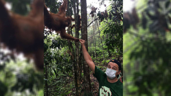 Leonardo DiCaprio bercengkerama dengan orangutan.