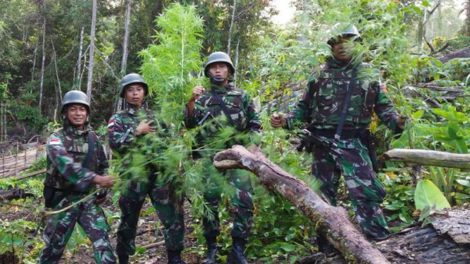 Satgas Pamtas TNI temukan ladang ganja di wilayah perbatasan RI-PNG. 