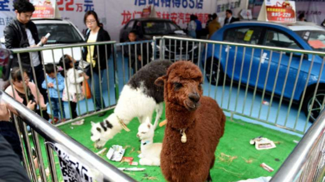 Hewan-hewan lucu dan unik di pameran otomotif China.