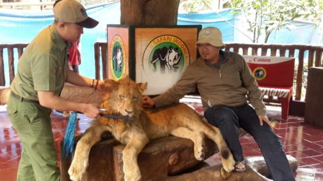 Berfoto bersama singa di Taman Safari Indonesia