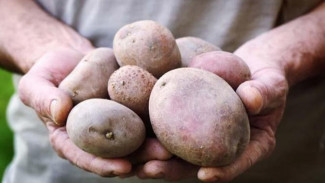 Penyebab Produktivitas Petani Kentang Rendah
